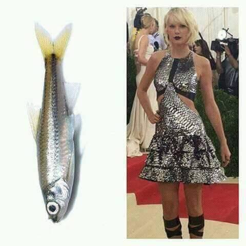 taylor